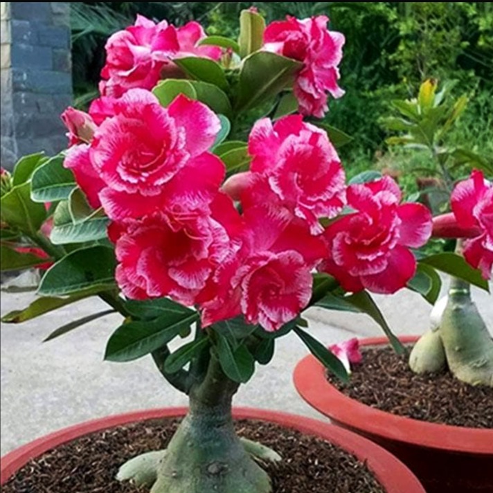 Adenium 365 days flowering plant in india 