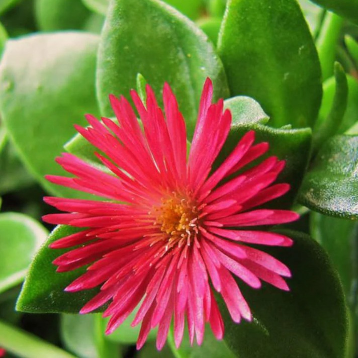 Baby sunrose flowering plant