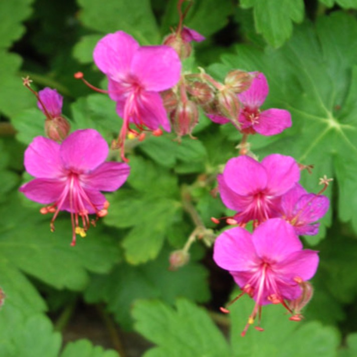 Bigfoot Geranium flower 