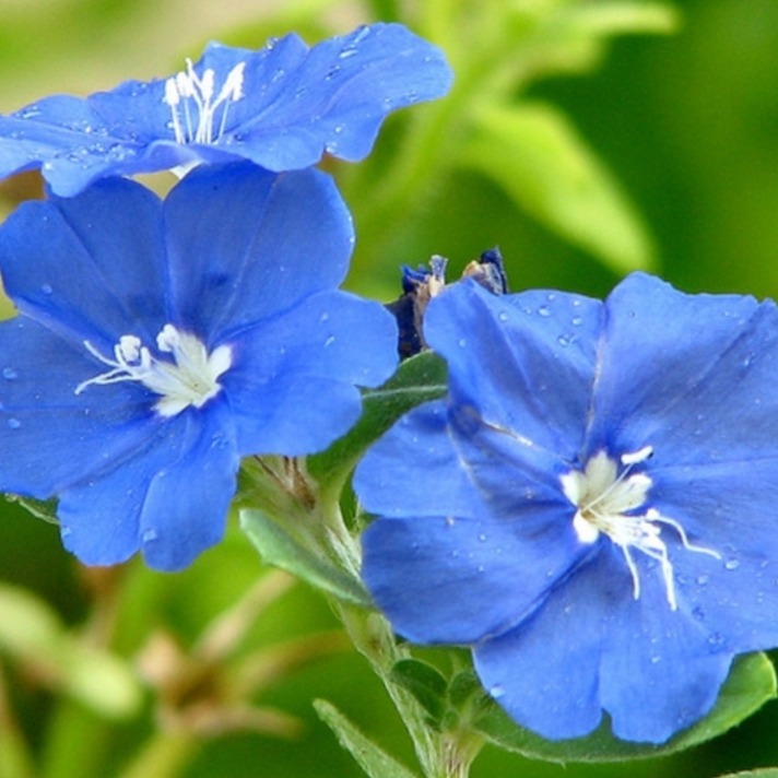 Blue Daze flowering plant 