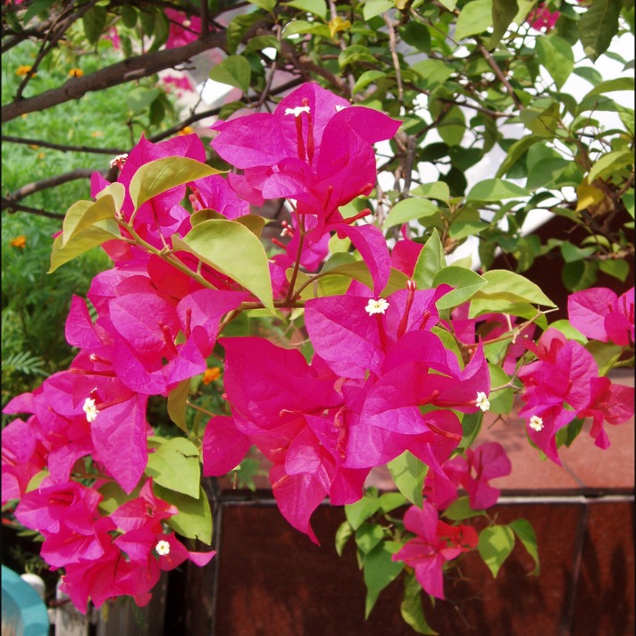 Bougainvillea 365 days flowering plant in india