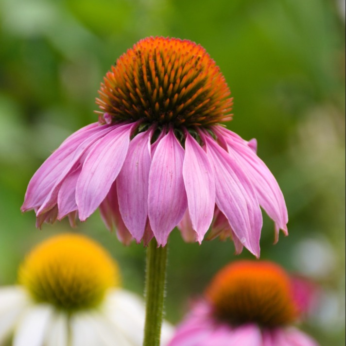 Cone Flower