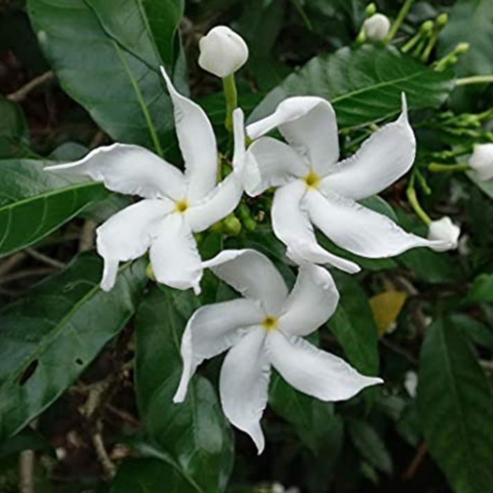 Crepe Jasmin flowering plant 