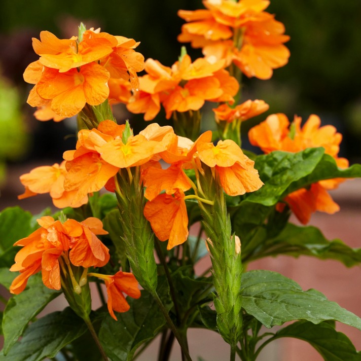 Crossandra 365 days flowering plant in India