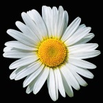 Daisy flower 