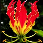 Gloriosa Lily flower