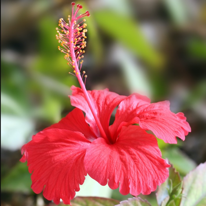 Hibiscus flowering plant in india
