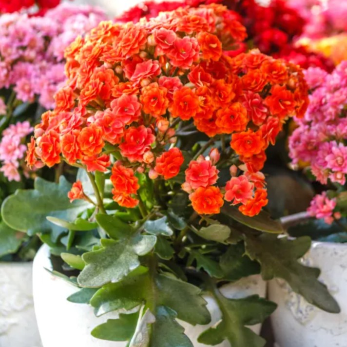 Kalanchoes flowering plant 