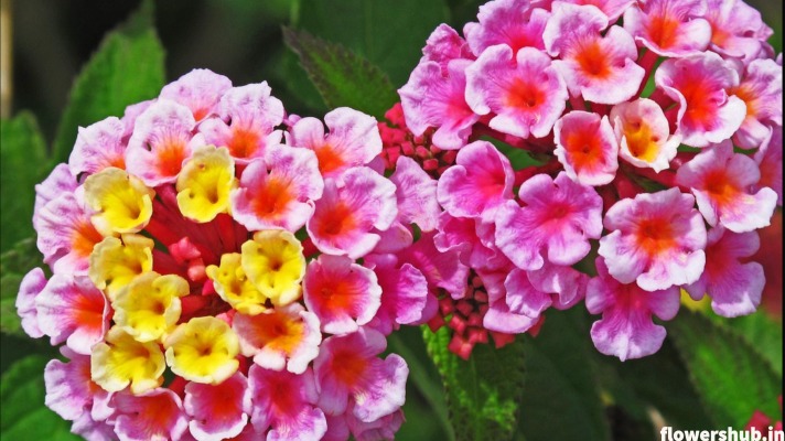 Lantana 365 days flowering plant in india