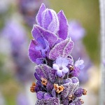 Lavender flower 