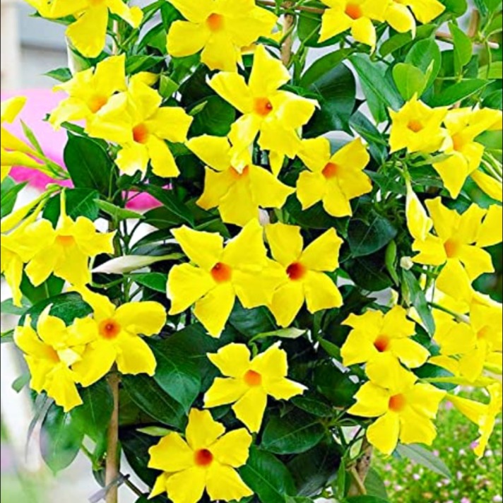 Mandevilla all season flower plant 