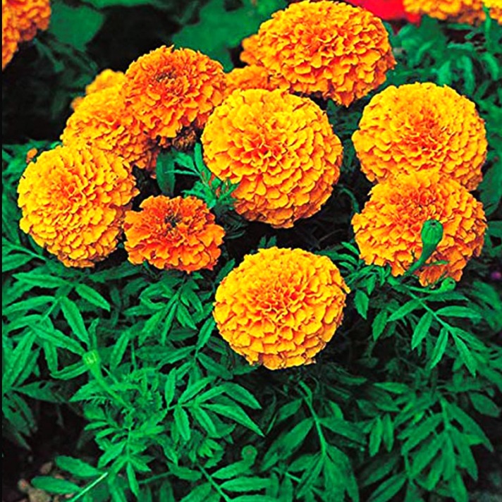 Marigold all season plant 