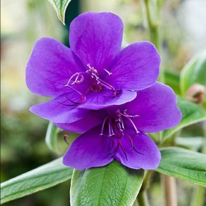 Tibouchina urvilleana flowering plant all season 