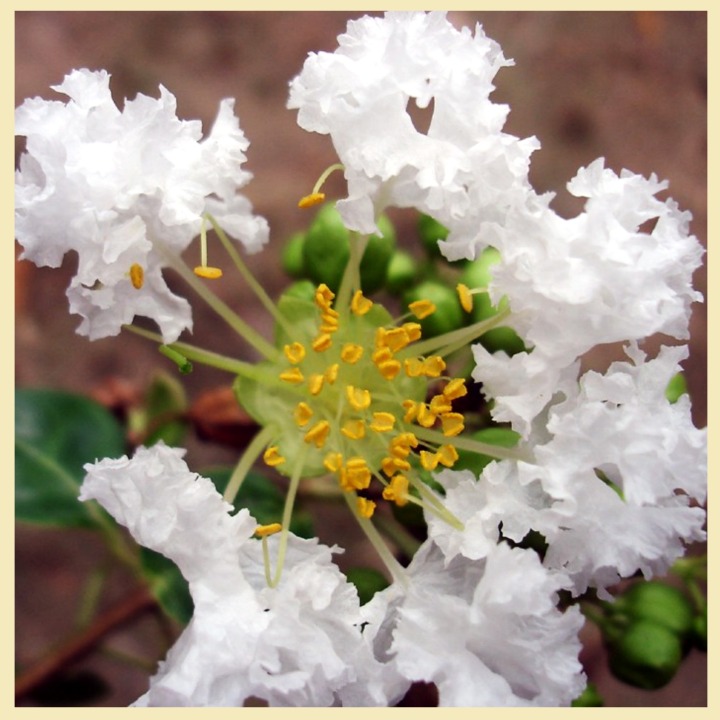 white furush flower
