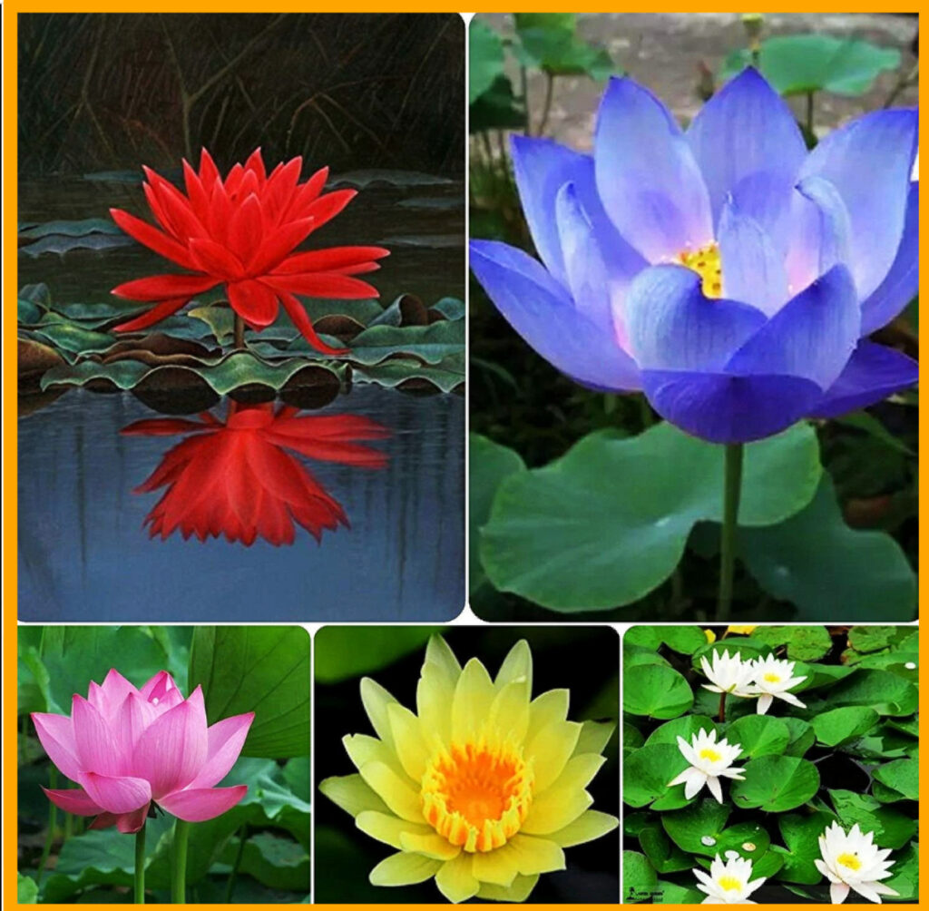 Lotus types