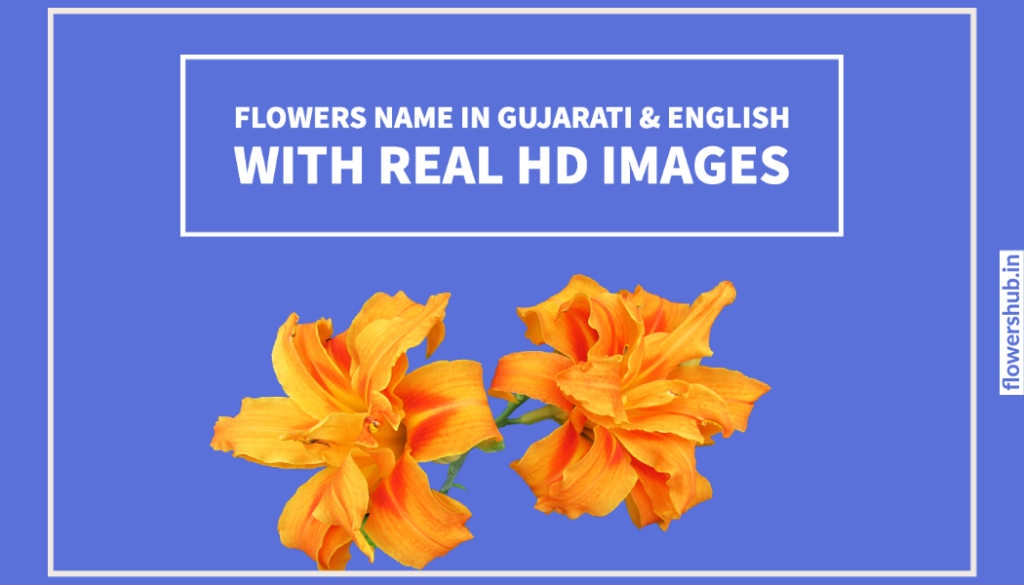 Flowers Name in Gujarati & English with Real Images